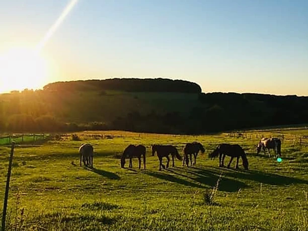 Sonnenuntergang und Pferde