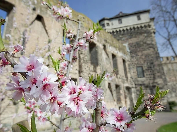 Stadtburg Andernach