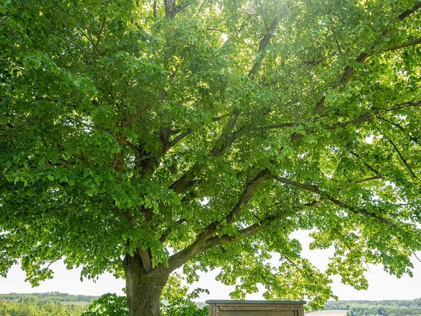 Kleine Linde an der Sankt Anna Kapelle
