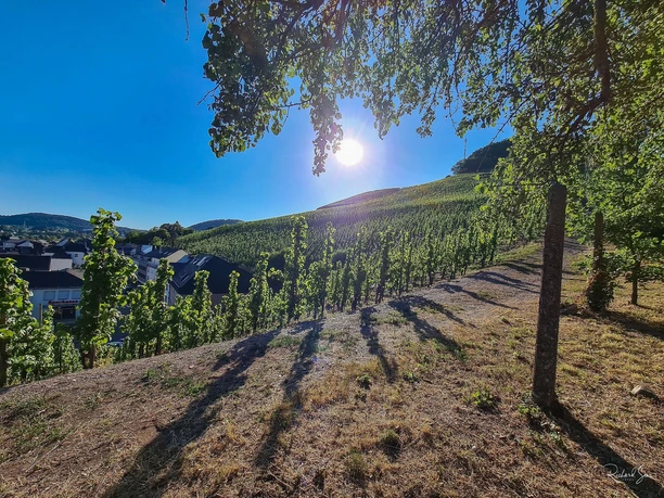 Weinberge Saarburg