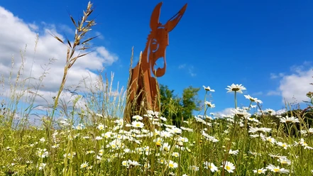 Murscher Stahlesel im Sommer