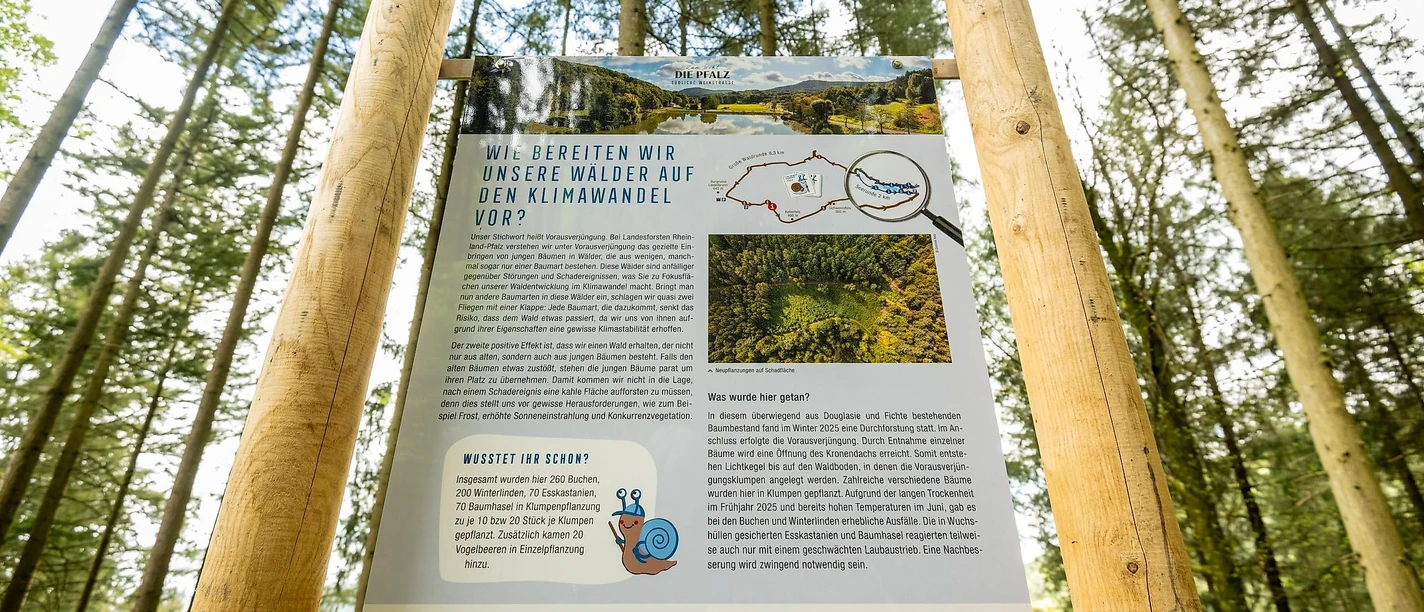 Kalamitätsflächen - Vorbeugung