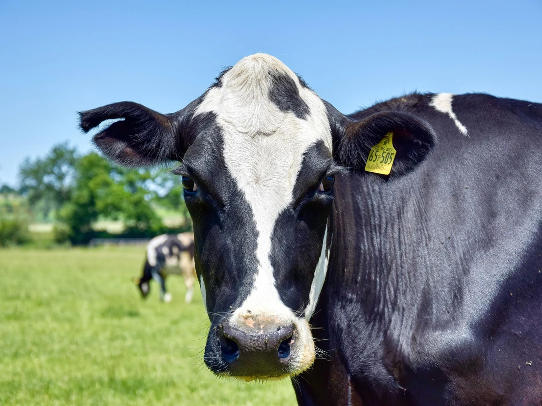 Rinderzucht Angushof Weber