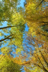 Wald