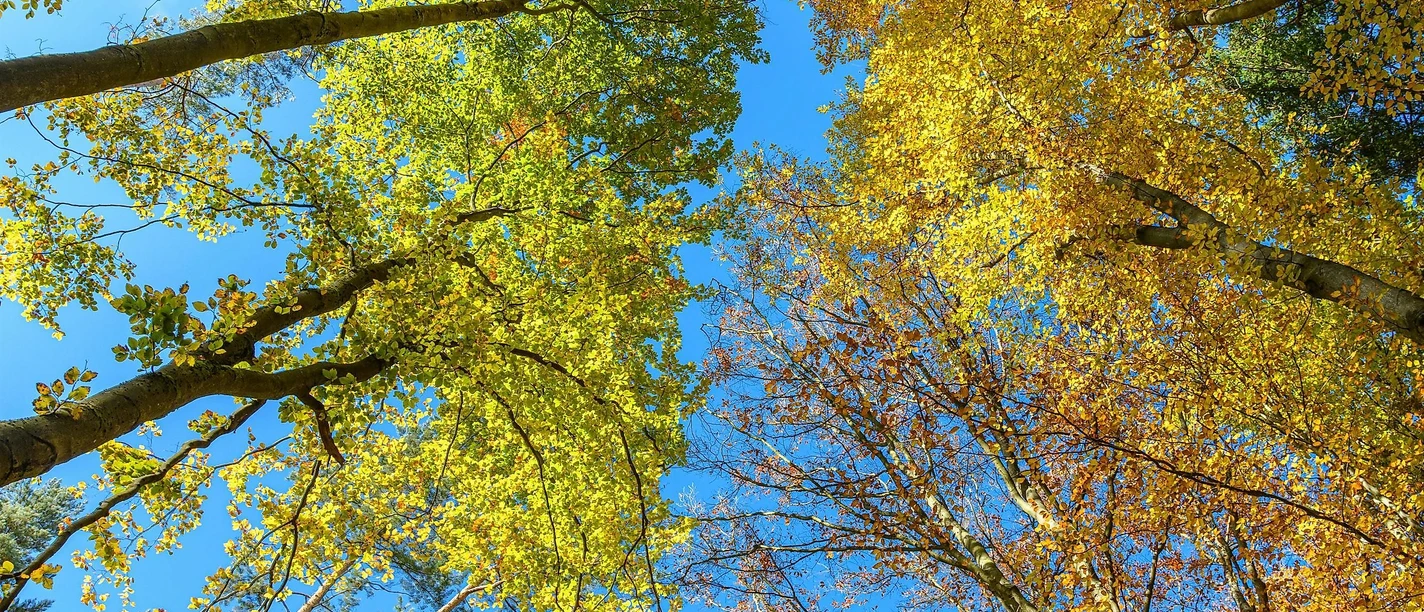 Wald
