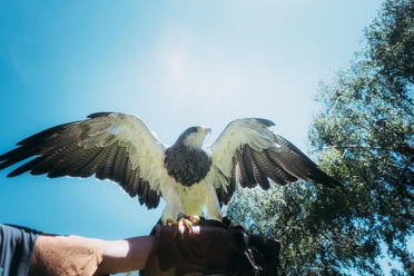 Raubvogel in der Greifvogelstation Hellenthal