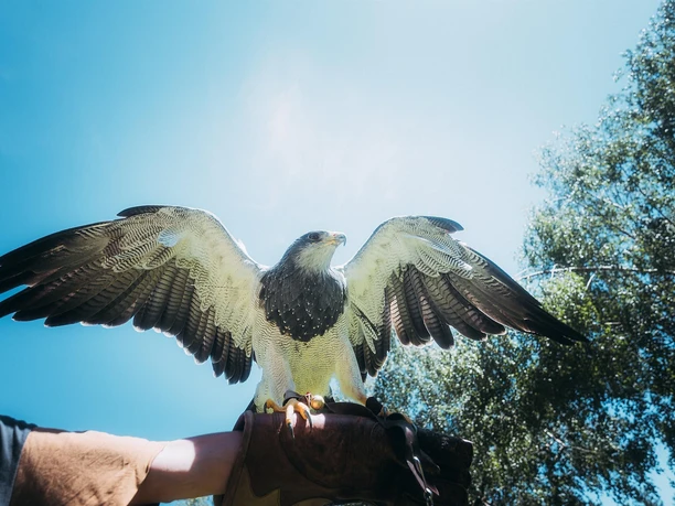 Raubvogel in der Greifvogelstation Hellenthal