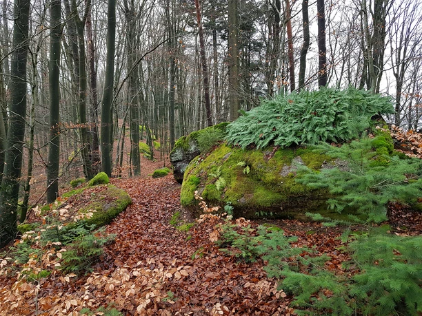 Pfad über den Bergrücken des Schmalen Kopfs nahe Leimen-Röderhof