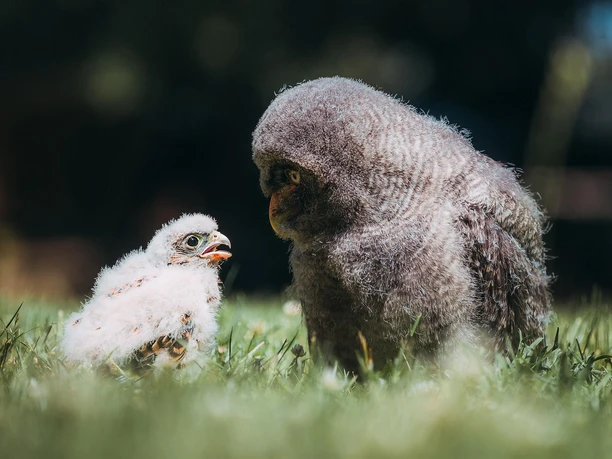 Adler- und Eulenküken, Greifvogelstation Hellentha