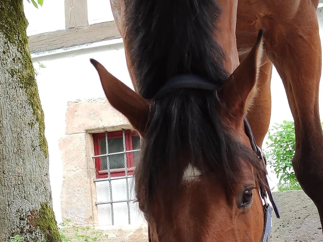 Rittergut Elmshausen in Dauphetal