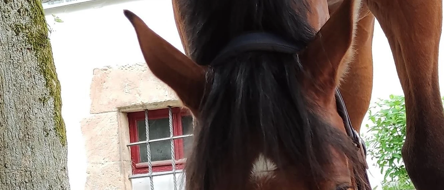 Rittergut Elmshausen in Dauphetal