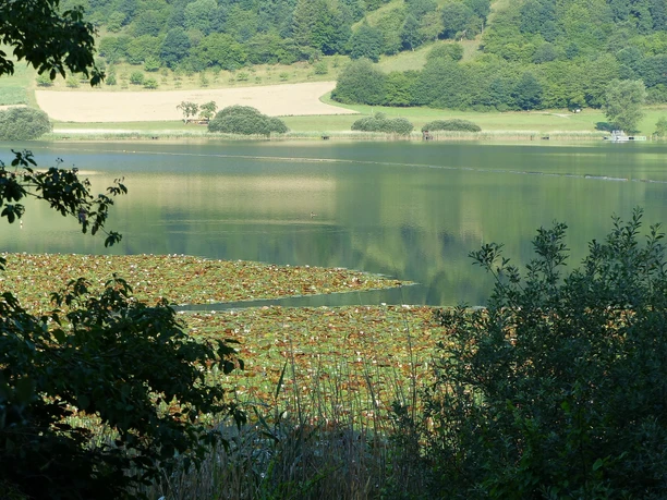 Schilf am Meerfelder Maar