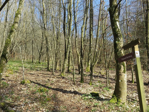 Wegweiser Ringwall Wegweiser Ringwall