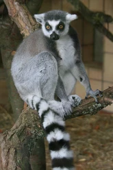 Katta Zoo Landau