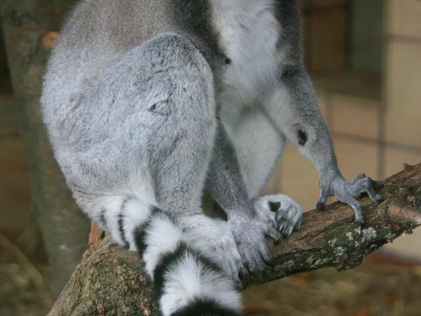 Katta Zoo Landau
