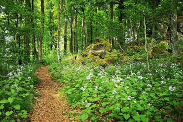 Mondviolen am Ernstberg