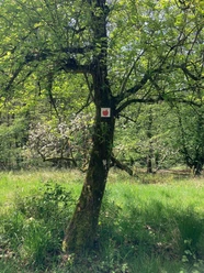 Apfelweg Streuobstwiese