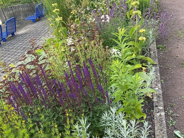 Staudenbeet in der Markwardanlage