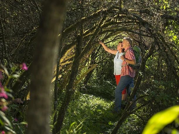 Unterwegs auf der Traumschleife Waldsaumweg