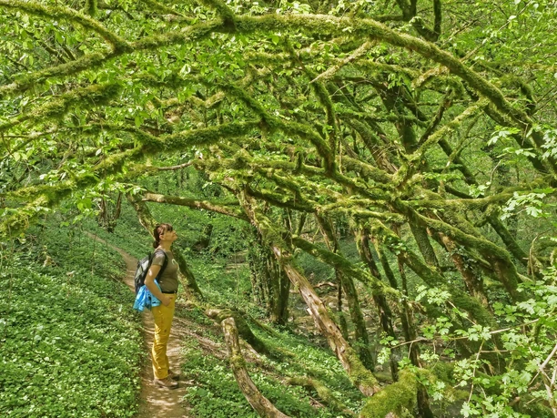 Wehrer Rosenberg (02)