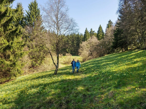Narzissenwanderung