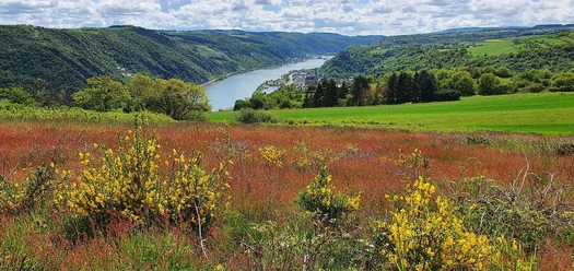 Niederburger Heide Blick Oberwesel