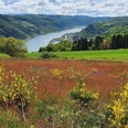 Niederburger Heide Blick Oberwesel