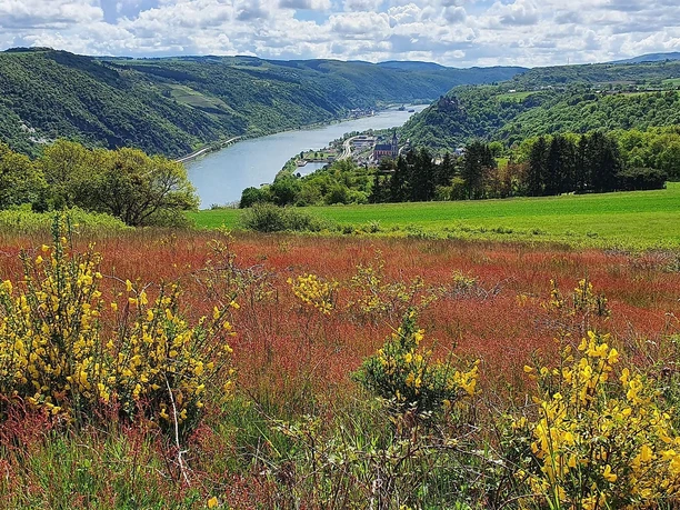 Niederburger Heide Blick Oberwesel