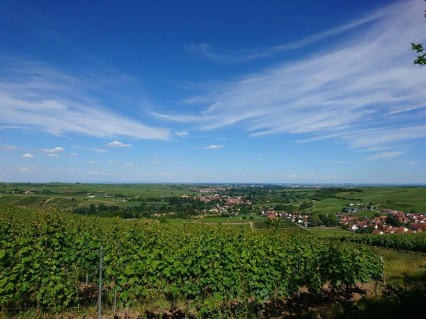 Blick in die Rheinebene über Birkweiler hinweg Blick in die Rheinebene über Birkweiler hinweg