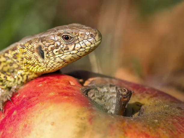 Streuobstfreund