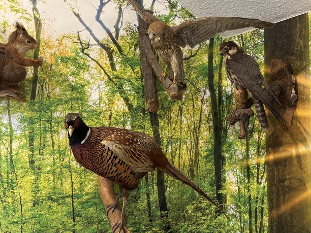Ausstellung