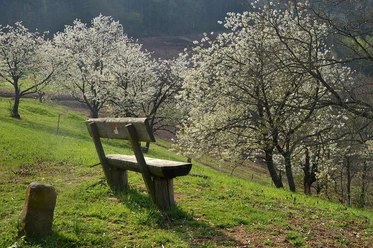 Dernbach Streuobstwiesen