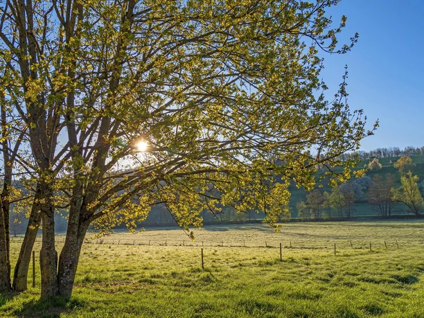Saargau (1) Saargau (1)