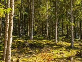 Narzissenblüte am Perlenbachtal