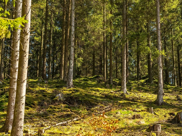 Narzissenblüte am Perlenbachtal