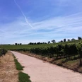 Weinlage Mandelberg