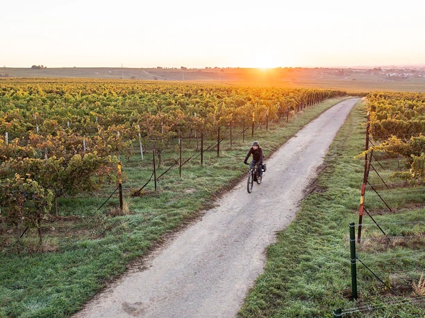 Radeln mit dem Rad durch das Weinland