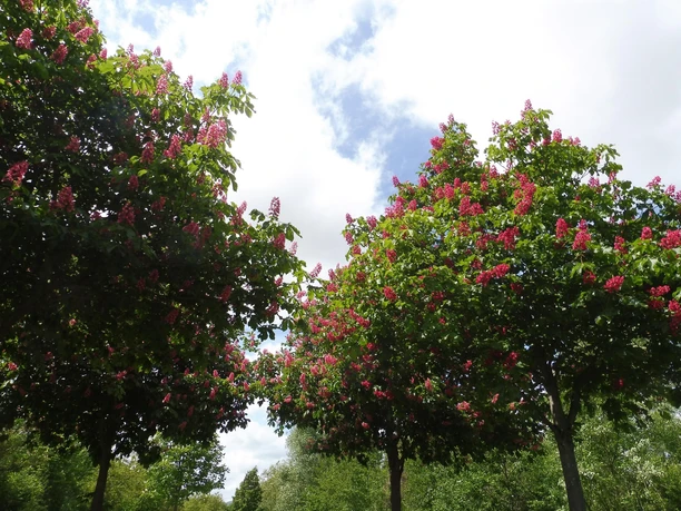 Park in Landau in der Pfalz