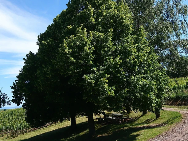 Picknickplatz im Schatten Picknickplatz im Schatten