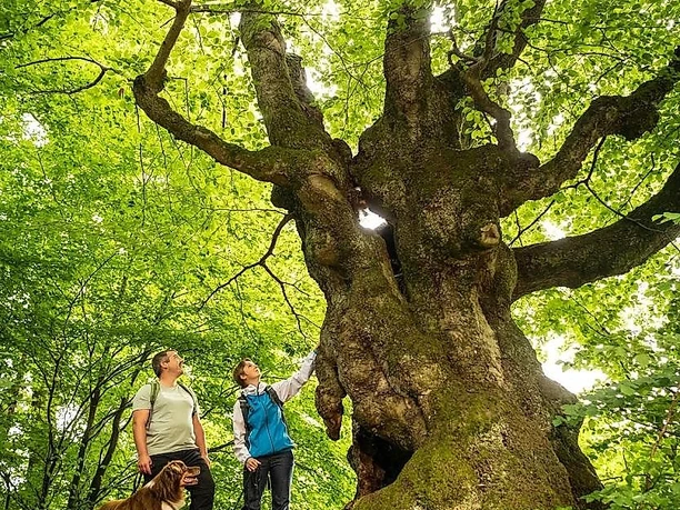 Hüllbuche mit Wanderer