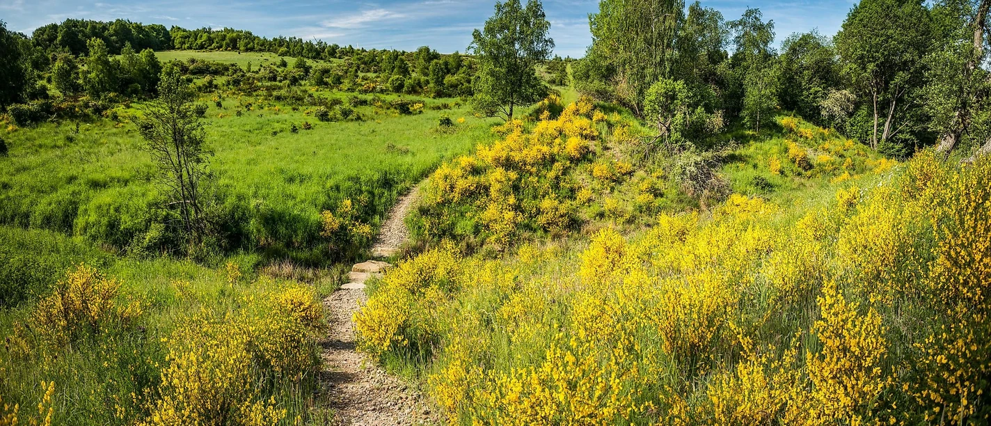 Dreiborner Hochfläche