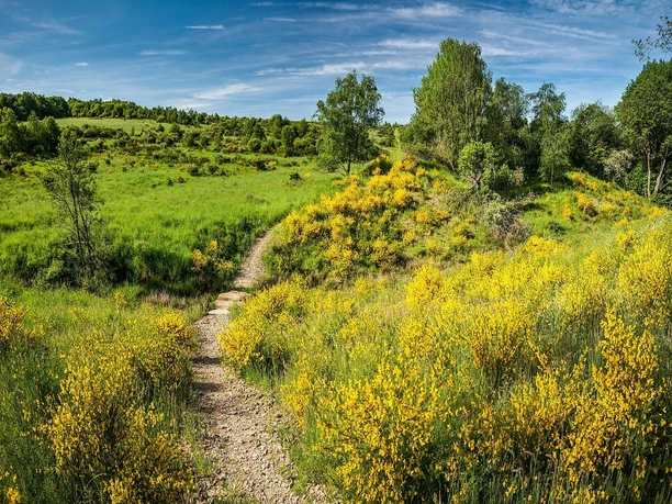 Dreiborner Hochfläche