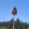 Maibaum