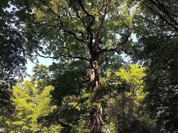 Beeindruckendes Naturdenkmal
