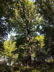 Beeindruckendes Naturdenkmal