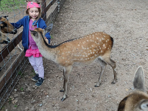 Hochwildpark Kommern2