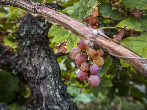 Weinreben_Ältester Weinberg