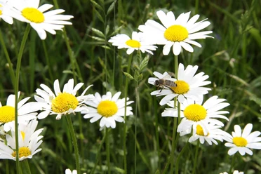 Blüte mit Biene