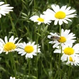 Blüte mit Biene