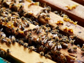 Bienen Imkerei Musterbild
